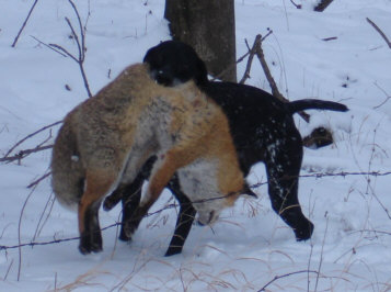 Zeno vom Otterbach mit 9 kg Fuchs bei der Jagd (Eigentmer und Fhrer: Armin Freiherr von Freyberg)