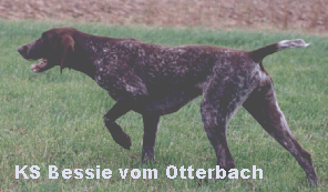 KS Bessie vom Otterbach