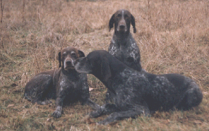 KS Illie vom Otterbach mit Mutter KS Bessie vom Otterbach und Vater KS Ex vom Otterbach