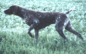 KS Cindie vom Otterbach