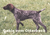 Gabie vom Otterbach