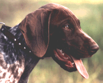 KS Geisha vom Otterbach im Alter von 12 Wochen