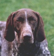 KS Illie vom Otterbach