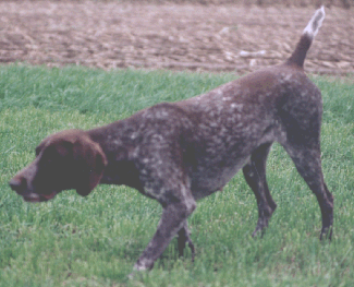 KS Illie vom Otterbach