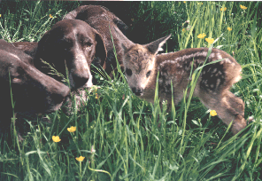 KS Illie vom Otterbach und KS Pillie vom Otterbach mit Rehkitz, vor dem Mhtod gerettet