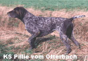 KS Pillie vom Ottarbach aus KS Illie vom Otterbach nach KS Kastor vom Hege-Haus