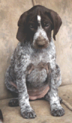 KS Pillie vom Otterbach als Welpe mit 6 Wochen