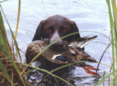 KS Wickie vom Otterbach bei der IKP im Rheinland