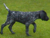 Zillie im ALter von 9 Wochen beim Vorstehen